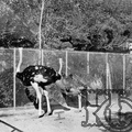 Avestruces en el Zoo. Ref: MZ00188