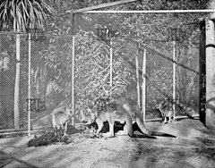 Los canguros del Zoo. Ref: MZ00220