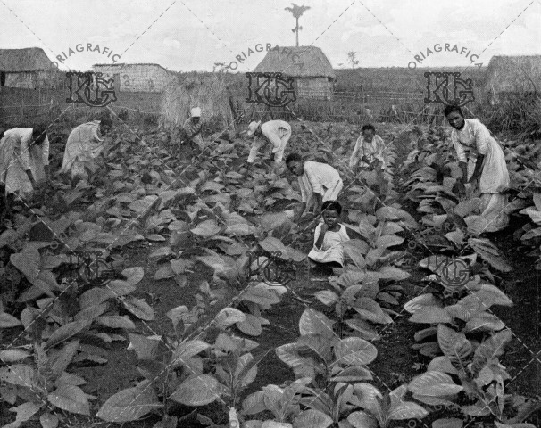 Una plantación de tabaco en Cuba. Ref: MZ00674
