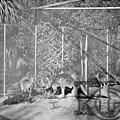 Los canguros del Zoo. Ref: MZ00220