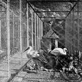 Las cigüeñas del Zoo. Ref: MZ00268