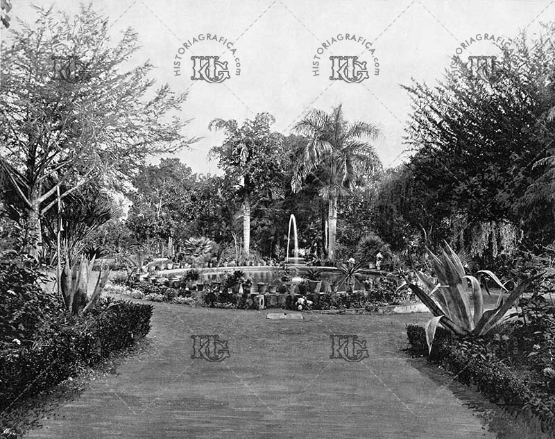 Jardín botánico de La Orotava (Tenerifa9. Ref:  MZ00870
